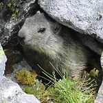 Privatunterkunft Haus Dabaklamm Kals-am Großglockner