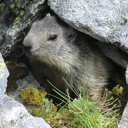 Alloggio in famiglia Haus Dabaklamm Kals-am Großglockner