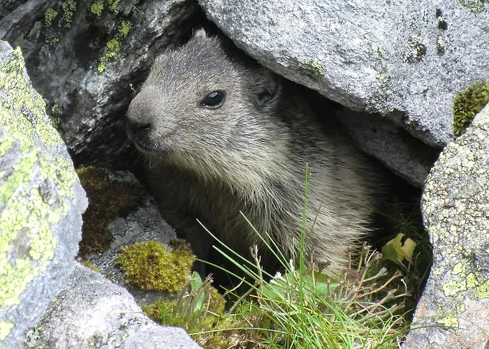 Rum i privatbostad Haus Dabaklamm Kals-am Großglockner
